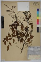 搭肉刺藏品圖，第1張