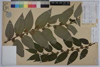 山黃麻藏品圖，第1張