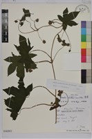 葎草藏品圖，第1張