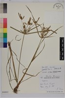 碎米莎草藏品圖，第1張