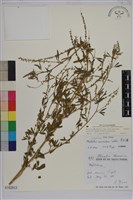 草木樨藏品圖，第1張