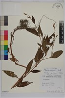 春蓼藏品圖，第1張