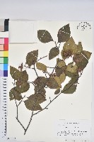 登錄號:S162123藏品圖，第1張