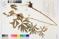 登錄號:S162144藏品圖，第1張