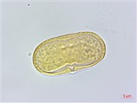 登錄號:S162202藏品圖，第1張