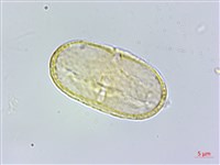 登錄號:S162202藏品圖，第2張