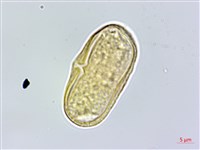登錄號:S162202藏品圖，第3張