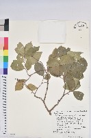 枯里珍藏品圖，第1張