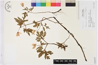 登錄號:S162235藏品圖，第1張