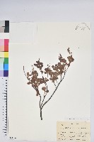 登錄號:S162240藏品圖，第1張