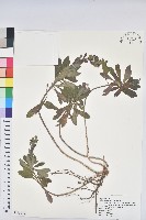 登錄號:S162379藏品圖，第1張