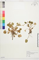 登錄號:S162386藏品圖，第1張