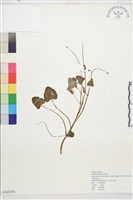 登錄號:S162650藏品圖，第1張