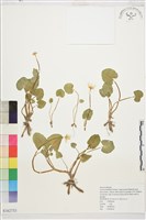 登錄號:S162753藏品圖，第1張