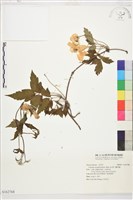 繡球藤藏品圖，第1張