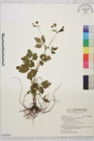 鉤柱毛茛藏品圖，第1張