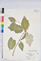 裡白巴豆藏品圖，第1張