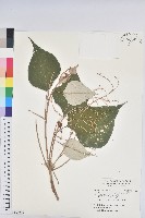 白匏子藏品圖，第1張