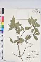 油葉石櫟藏品圖，第1張