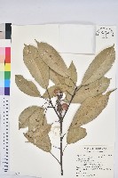 短尾葉石櫟、綿柯藏品圖，第1張