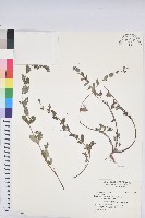 登錄號:S163068藏品圖，第1張