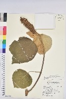 尼泊爾野桐藏品圖，第1張