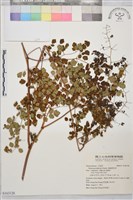 偏翅唐松草藏品圖，第1張