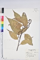 登錄號:S163132藏品圖，第1張