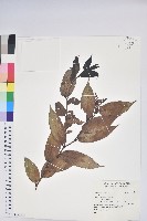 登錄號:S163145藏品圖，第1張