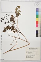 偏翅唐松草藏品圖，第1張