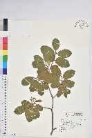 登錄號:S163148藏品圖，第1張