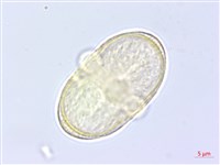 川滇蒿本藏品圖，第1張