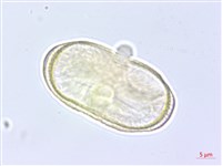 川滇蒿本藏品圖，第2張