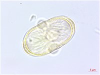 川滇蒿本藏品圖，第3張