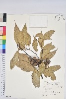 登錄號:S163164藏品圖，第1張