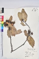 登錄號:S163167藏品圖，第1張