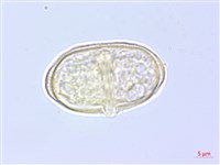 細苞蒿本藏品圖，第1張
