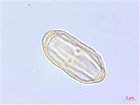 細苞蒿本藏品圖，第2張