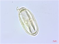 細苞蒿本藏品圖，第3張