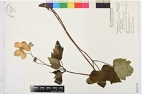 水棉花藏品圖，第1張