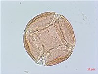 登錄號:S163221藏品圖，第1張