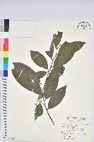 刺杜密藏品圖，第1張