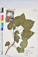 沙盒樹、響盒樹、洋紅藏品圖，第2張