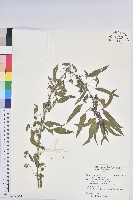 鐵莧菜藏品圖，第1張