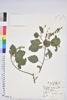 扛香藤藏品圖，第1張