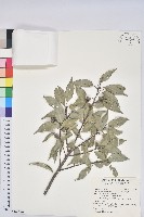 圓果青剛櫟藏品圖，第1張