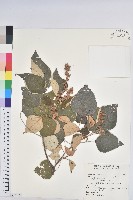 白匏子藏品圖，第1張