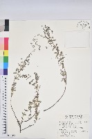 紫斑大戟藏品圖，第1張