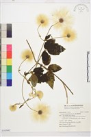 銹毛鐵線蓮藏品圖，第1張