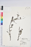 登錄號:S163476藏品圖，第1張